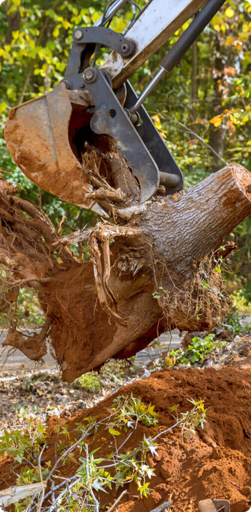Excavator stump removal process showing complete root ball extraction for a new construction site in NJ.