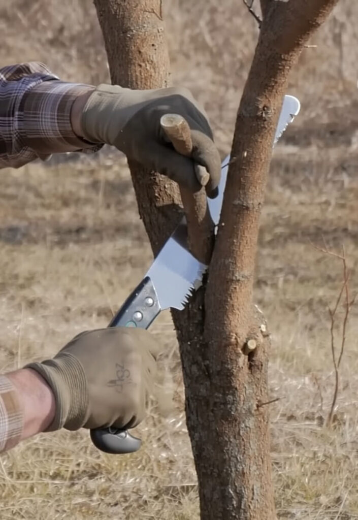 Professional tree trimming and canopy pruning to improve curb appeal and tree health on an NJ property.